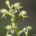 Nenápadná orchidej korálice trojklanná dorůstá výšky jen kolem 10 cm