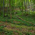 Bohatá květnatá bučina s česnekem medvědím ve střední části NPR. (Foto Z. Růžičková).