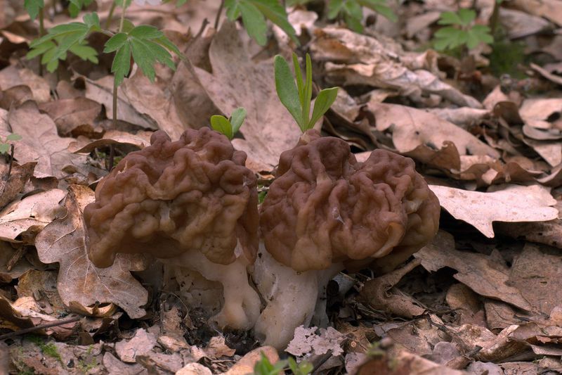 Ucháč obrovský roste od března do května zpravidla na zbytcích dřeva.