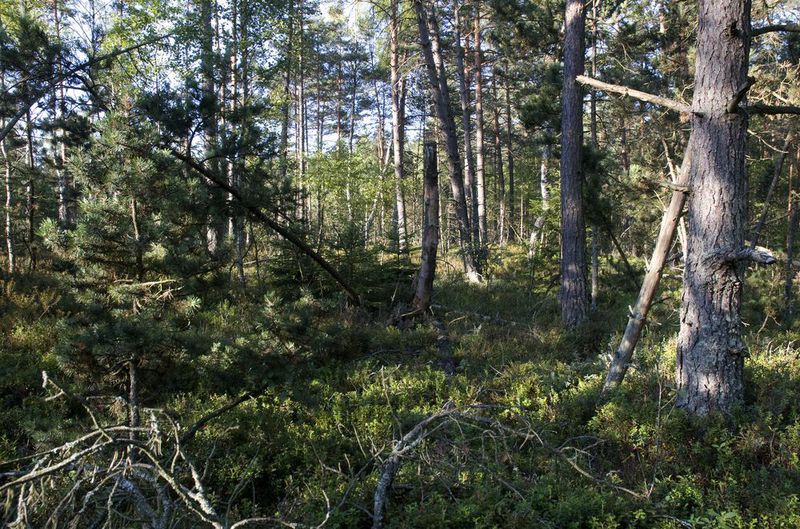 Porost borovice blatky je přirozeně prosvětlený. 