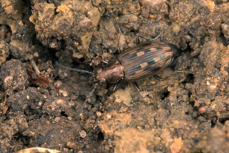 Vzácný střevlíček Bemebidion litorale žije na strmých hlinitých březích řeky.