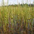Blatnice bahenní
