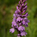 Prstnatec Fuchsův - zvláště chráněný druh orchideje roustoucí v PR Prameniště Teplé