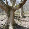 Ropice