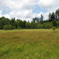 Ostřice dvouřadá
Foto: P. Mudra