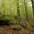 PR Broumovská bučina
Foto: S. Šedivý