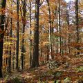 NPR Čerchovské hvozdy
Foto: J. Sladký