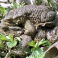 Ropuchy