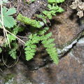 Woodsia ilvensis
