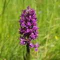 Prstnatec májový
Foto: J. Juráková