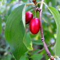 cornus mas01