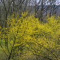 Kvetoucí dřín