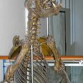 Anthropos