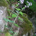 Lunaria_rediviva