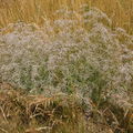 NPP Váté písky, šater latnatý (Gypsophila paniculata), lidově nazývaný „nevěstin závoj“