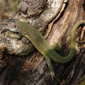 NPP Váté písky, samička ještěrky zelené (Lacerta viridis)