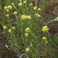 NPP Váté písky, smil písečný (Helichrysum arenarium)
