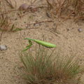 NPP Váté písky, paličkovec šedavý (Corynephorus canescens), trstnatá tráva schopná kolonizovat otevřené písčiny, na snímku s kudlankou nábožnou (Mantis religiosa)