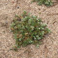 NPP Váté písky, chmerek vytrvalý (Scleranthus perennis)