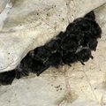 Barbastela_barbastelus