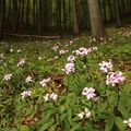 Kyčelnice cibulkonosná  tvoří na jaře barevný podrost květnatých bučin. (Foto Z. Růžičková)