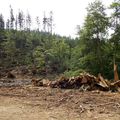 Ve středu 8. července 2015 zasáhla území rezervace bouře s vichřicí, která tu způsobila rozsáhlé polomy.
Foto: Rudolf Remeš