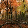 Odumřelé dřevo je důležité pro existenci hub a hmyzu. (Foto Z. Růžičková)