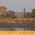 Při výlovu rybníka lze pozorovat množství paběrkujících ptáků, jako například volavky bílé, či orly mořské. (Foto Z. Růžičková)