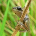 I mladá, toho roku metamorfovaná rosnička zelená vylézá na stébla bylin. (Foto M. Růžička)