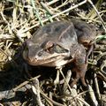 Skokan štíhlý žije mimo dobu páření převážně v listnatých lesích. (Foto M. Růžička)