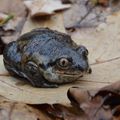 Blatnice skvrnitá se v době páření ozývá hlasem připomínajícím zvuk naklepávané kosy. (Foto M. Růžička)