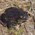 Blatnice skvrnitá je v CHKO Železné hory jednou z nejvzácnějších žab. (Foto M. Růžička)