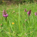 Nápadná orchidej prstnatec májový rozkvétá na rašeliništích a bezkolencových loukách v druhé půli května. (Foto Z. Růžičková)