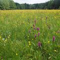 V pozdním jaře na vlhkých loukách kvete spousta druhů rostlin, včetně nápadných orchidejí prstnatců májových.  (Foto J. Horník)