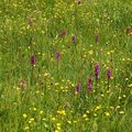 Pozdně jarní aspekt na slatiništi s žlutě kvetoucími pryskyřníky a nápadnou orchidejí prstnatcem májovým. (Foto J. Horník)