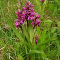 Prtnatec májový patří mezi naše běžnější luční orchideje. (Foto Z. Růžičková)