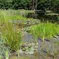 Mělkovodní zóna zarostlá druhově petrou litorální vegetací je centrem rozmnožování místních obojživelníků. (Foto M. Růžička)
