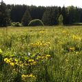Časně zjara rozkvétají na vlhkých pcháčových loukách žlutá květenství starčku potočního. (Foto Z. Růžičková)
