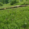 Vlhká pcháčová louka s kvetoucími prstnatci májovými, rdesnem hadím kořenem. Je vidět i hojný, zatím nekvetoucí krvavec toten - živná rostlina modrásků. 
Foto: Josef Kučera
