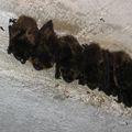 V opevnění na území rezervace pravidelně zimují netopýři. 
Foto: Rudolf Remeš
