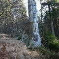 Ponechané mrtvé dřevo má význam pro další organismy. 
Foto: Antonín Chrz
