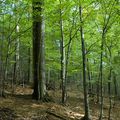 Pralesovitý porost se stromy různého věku. 
Foto: Petr Holub
