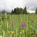 Pcháčová louka na Trčkově. V popředí orchideje prstnatce májové, širokolistá kýchavice bílá Lobelova, vlevo pcháč potoční kulovitými květenstvími. Když uděláte deset kroků, napočítáte kolem padesáti druhů rostlin. 
Foto: Petr Köppl
