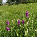 Orchideje prstnatce májové mají v mokrých částech ideální podmínky. 
Foto: Josef Kučera
