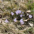 Šafrán bělokvětý (Crocus albiflorus). (Foto A. Hájek)