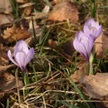 Šafrán bělokvětý (Crocus albiflorus). (Foto K. Hejzlarová)
