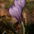 Šafrán bělokvětý (Crocus albiflorus). (Foto K. Hejzlarová)