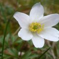 Jaterník podléška (Anemone hepatica). (Foto P. Kuna)
