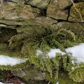 Sleziník červený (Asplenium trichomanes).  (Foto P. Kuna) 