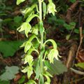 Kruštík Greuterův (Epipactis greuteri). (Foto A. Hájek)